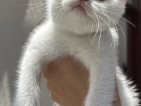 Kar gibi british shorthair kızçeler