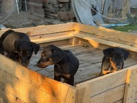 DİŞİ DOBERMAN YAVRUMUZ