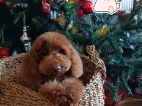 RED TOY POODLE YAVRUSU
