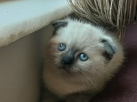 Scottish fold erkek blue point