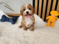 Ruhsatlı Köpek Çiftliğinden Maltipoo Yavrularımız