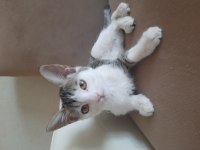 KEDİ MİLA