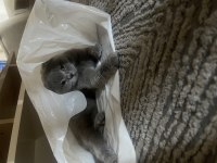 British Shorthair 5.5 yaşında