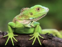 ÖN REZERVE İGUANA