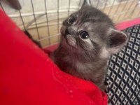 Kalan 4 british shorthair yavrumuzu sahiplendiriyoruz