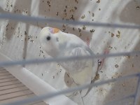 Renk güzelleri muhabbet kuşlar