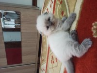Scottish Fold Blue point Yavrumuz