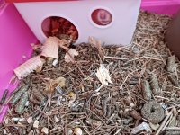 Yavru hamster kafesiyle ve yemiyle