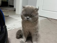 British Blue Point Dişi