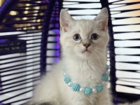 British Shorthair Silver Point Yavrular