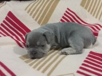 Eğzotic Compact french bulldog