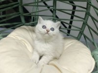 British Shorthair Dişi Yavru Kediler