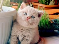 Fawn British Shorthair Safkan Yavrumuz