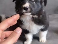 A kalite border collie yavruları