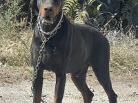 İri yapılı Doberman yavrular