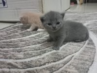 Çok sevecen british shorthair