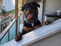 Safkan rottweiler sahiplendirme