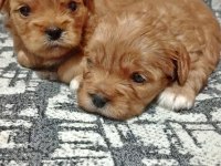 Rezerve açık kg cm garantili maltipoo yavrular