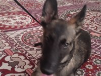 Satılıktır belçika kurdu