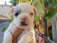 Anne altından eşsiz sağlıklı french bulldog yavrularım