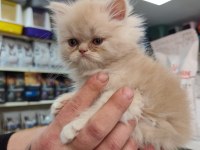 Türünün güzel örneklerinden british longhair yavrular