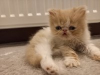 İran Egzotik Longhair 1 Buçuk Aylık Erkek