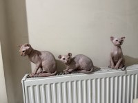 Nadir tür yavru sfenksler