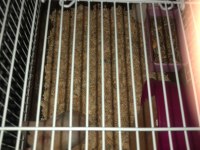 Hamster kafesi + 2 hamster + talaş + yem