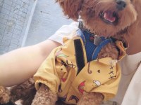 0 NUMARA TOY POODLE YAVRULARIMIZ