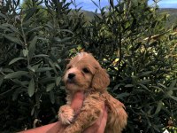 IRKININ SÜPER STARI A KALİTE TEACUP MALTİPOO BEBEKLER
