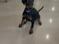 Saf Kan 2 Aylık Doberman