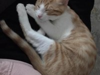 Sevecen minnoş bir kediyi ücretsiz sahiplenin