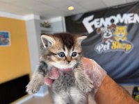 KEDİCİDEN RENK RENK BRITISH SHORTHAIR YAVRULARI ANKARA