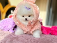 MİNİ BOY POMERANİAN PRENSES