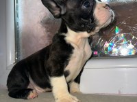 Yakışıklı french bulldog ailesini bekliyor