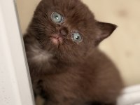 Çikolata british shorthair yavru