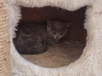 Minnoş saf ırk British shorthair