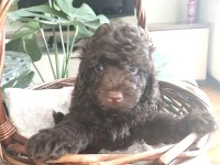58 günlük son erkek toy poodle yavrumuz