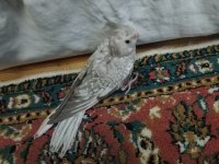 Yeme Düşmek Üzere Olan Sultan Papağanı Yavrular