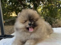 Merle Pomeranian Boo