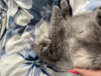 2 tane dişi yavru scottish fold
