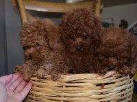 Ev Ortamında Büyüyen Toy Poodle Yavrular