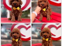 Toy Poodle Yavrularımız Ömürlük Aileleri Bekliyor