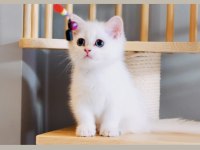 Sevgi dolu british shorthair dişi