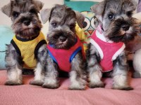 FCI secereli Schnauzer yavruları