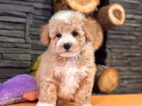 Maltipoo Yavruları Sizleri Bekliyor  