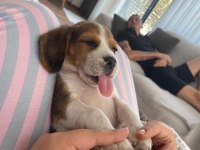 Beagle Yavrusu Köpeğimiz