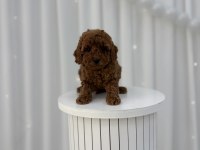 Toy poodle yavrular