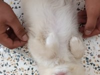 Cins Uygun Pomeranian Yavrular