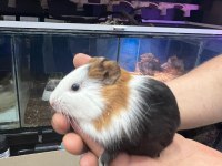 PrehistoricPets garantisi ile guinea pig